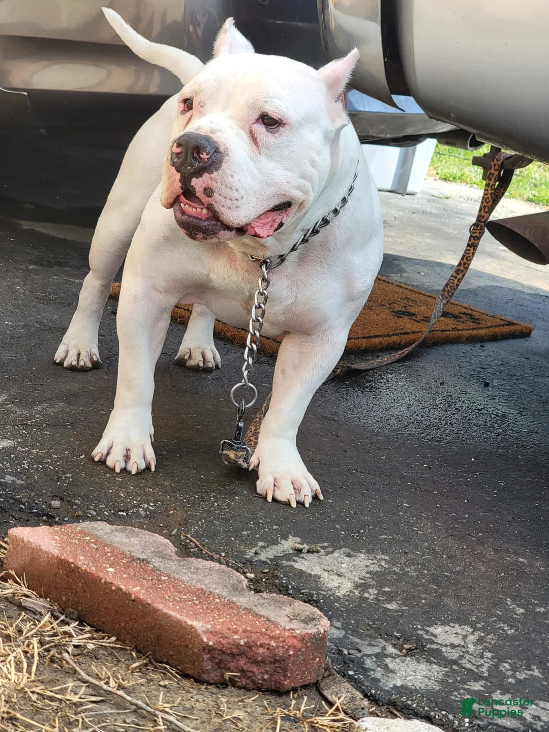 Gallery Image {{count}}