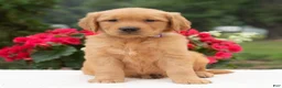 Golden Retriever dogs for sale: Kasie  - Ad 4