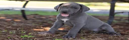 Great Dane dogs for sale: Aurora - Ad 4