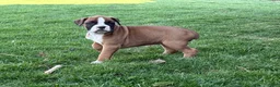 Boxer dogs for sale: Poppy - Ad 4