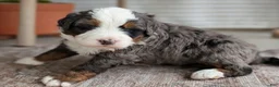Bernedoodle dogs for sale: Spartan - Ad 9