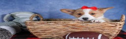 Welsh Corgi Pembroke dogs for sale: Mack - Ad 16