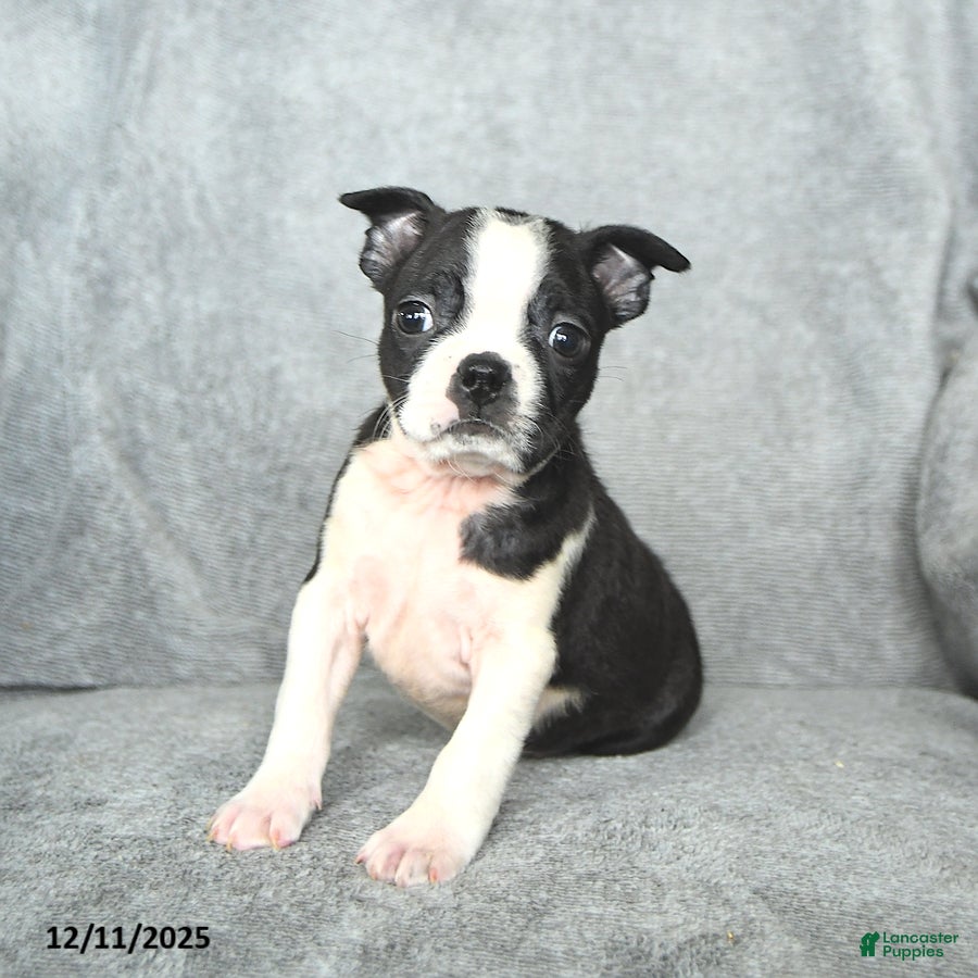 Boston Terrier dogs Santa   - Ad 19