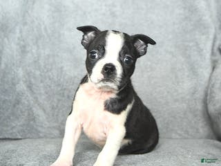 Boston Terrier dogs Santa - Ad 15