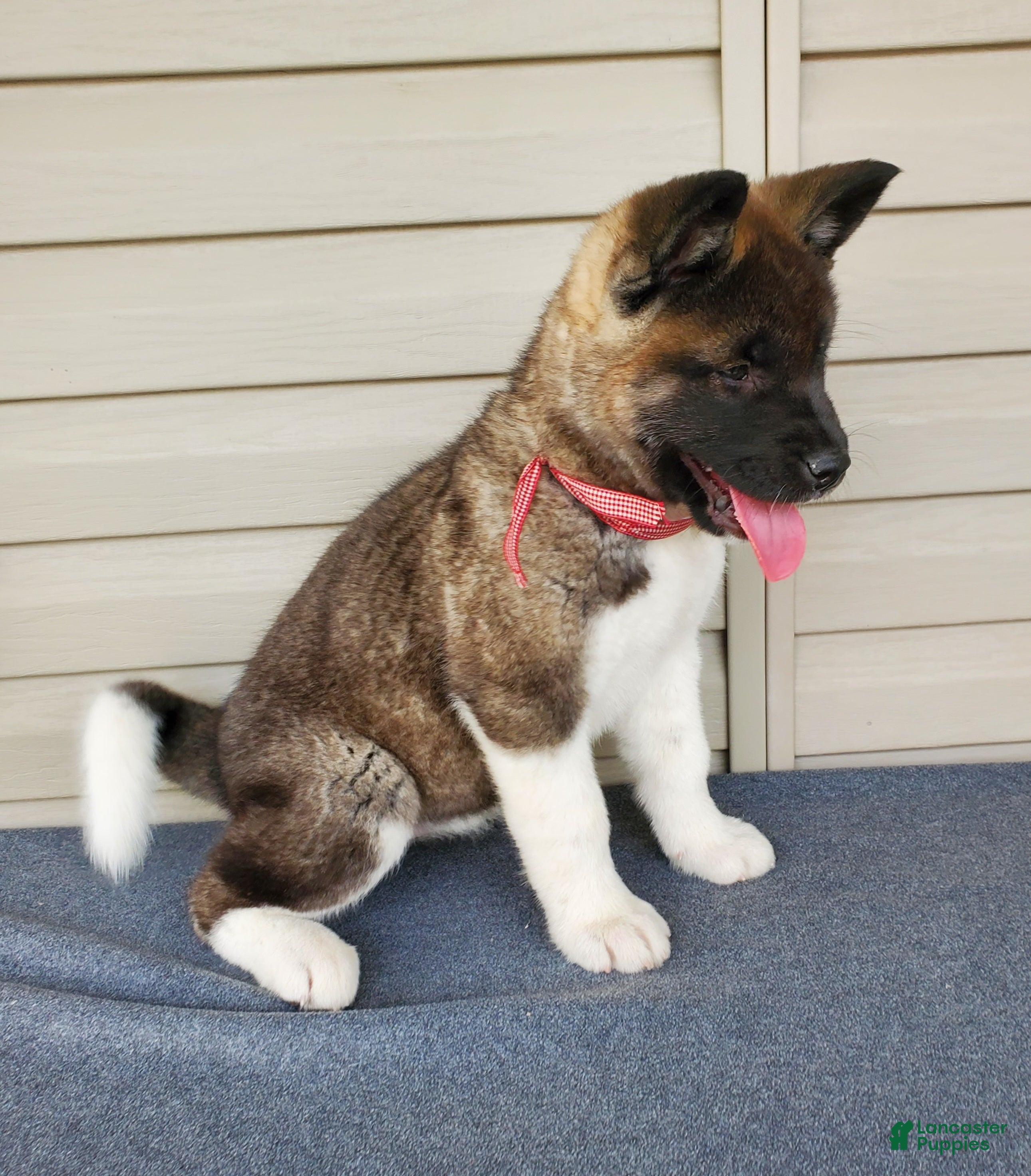 Akita dogs Amber - Ad 2
