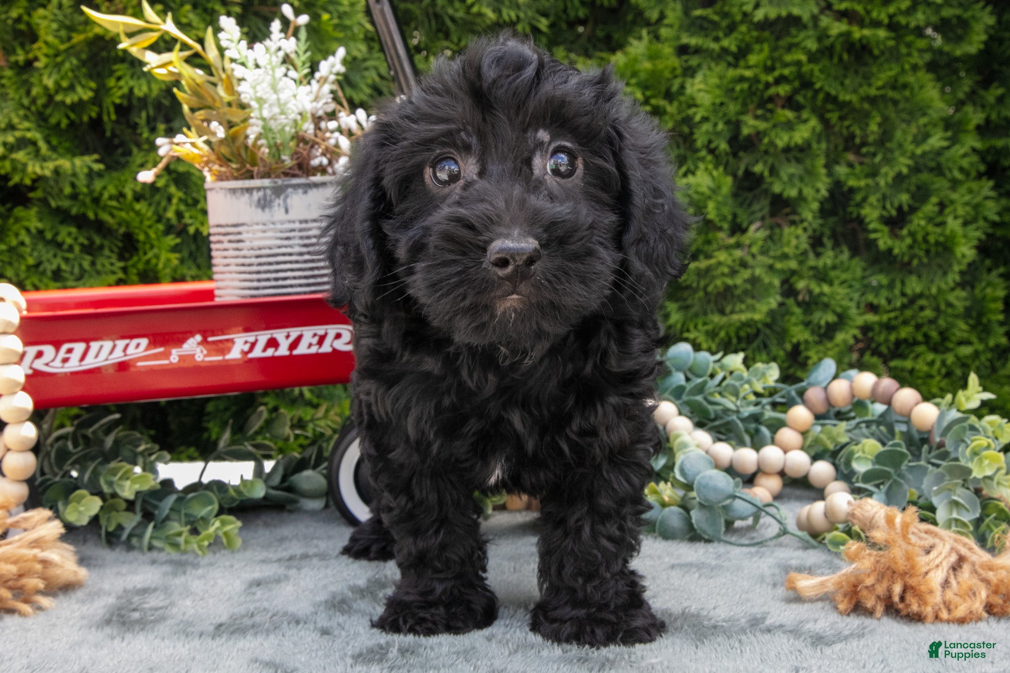 Shorkie dogs Cody - Ad 2
