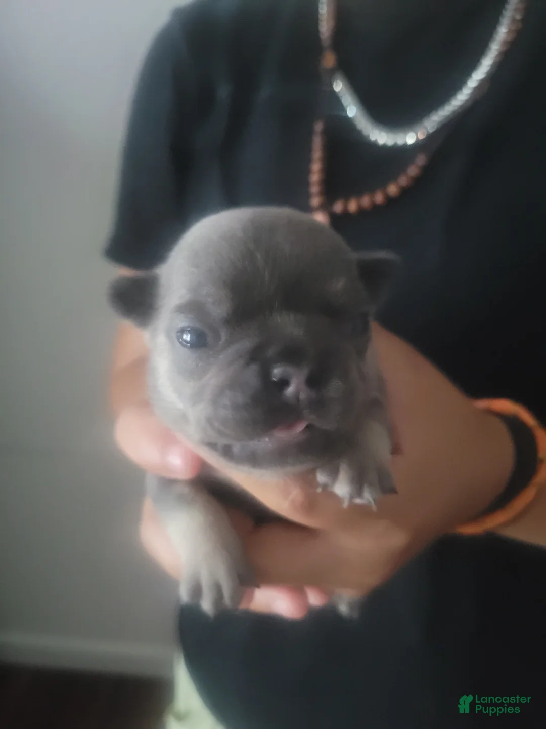 French Bulldog dogs for sale: French Bulldog 4 - Ad 1