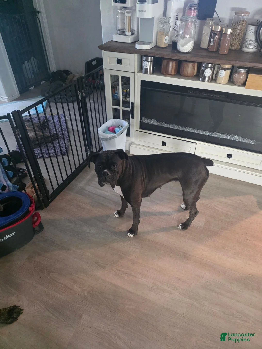 Mixed Breed dogs for sale: Mixed Breed 3 - Ad 2