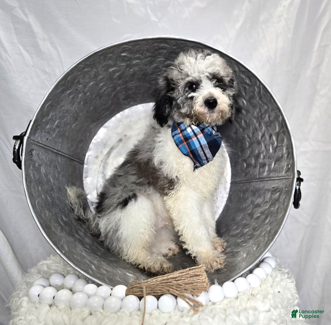Mini Sheepadoodle dogs for sale: Jorge - Ad 4