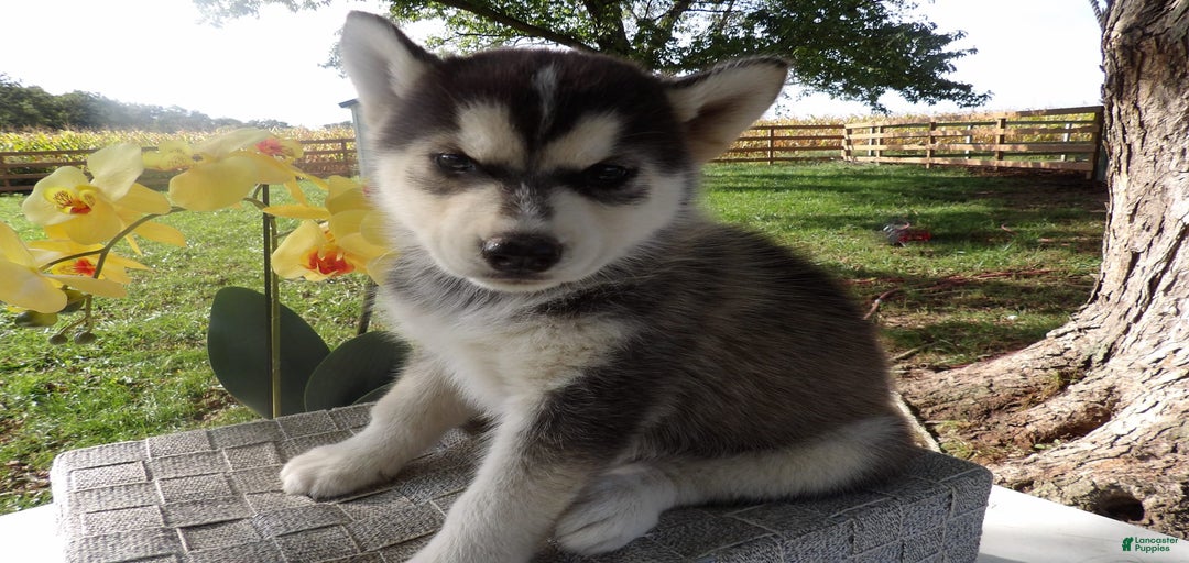 Gallery Image {{count}}