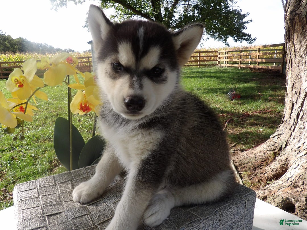 Gallery Image {{count}}