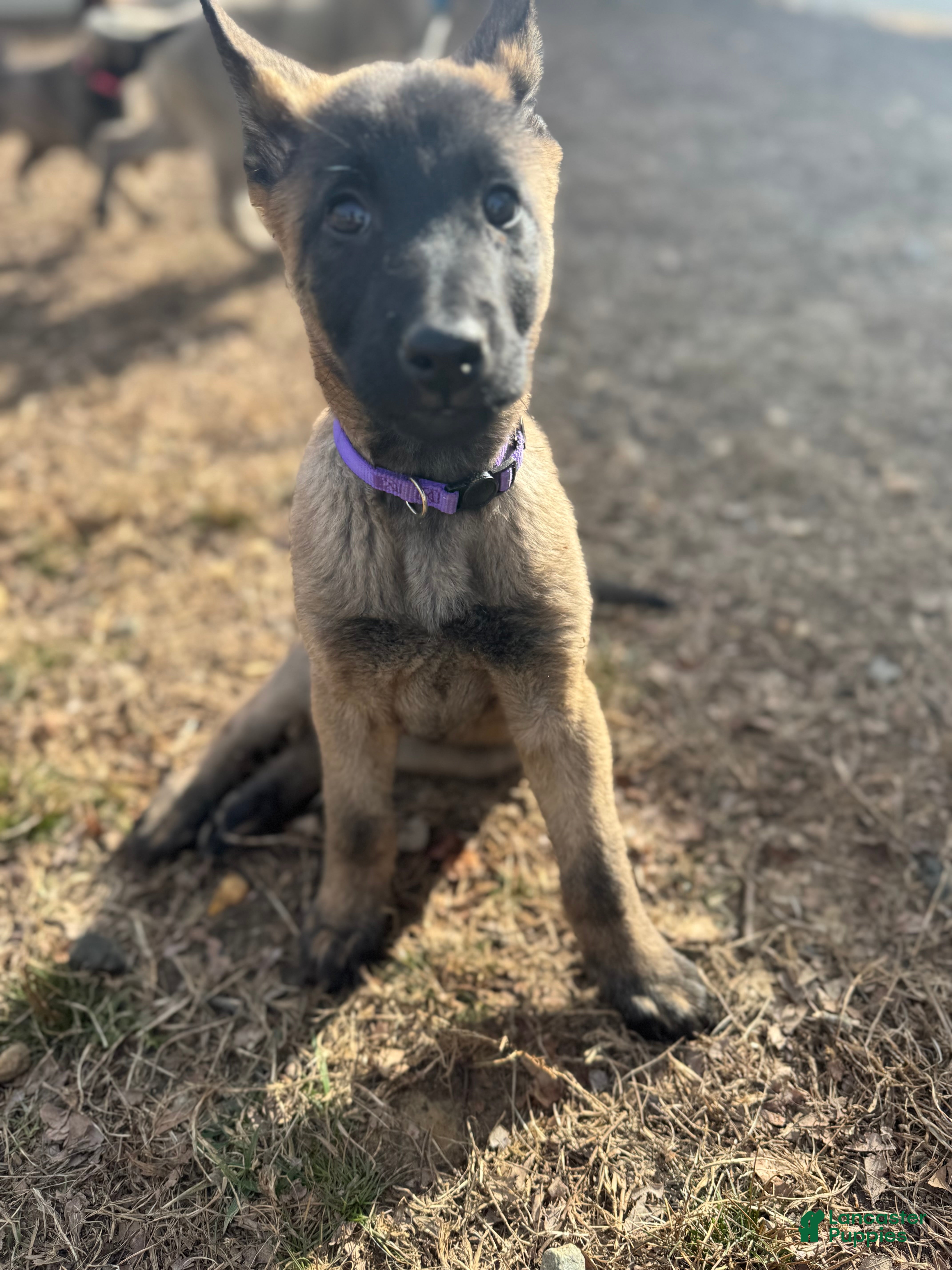 Mixed Breed dogs Purple - Ad 24