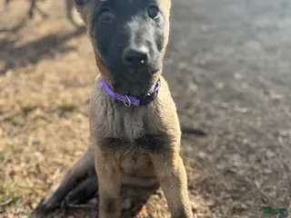 Mixed Breed dogs Purple - Ad 24