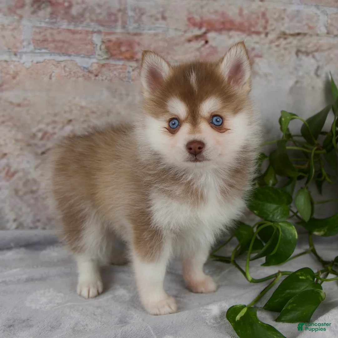 Pomsky dogs for sale: Gloria - Ad 2