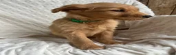 Golden Retriever dogs for sale: Golden Retriever Puppy 5 - Ad 1