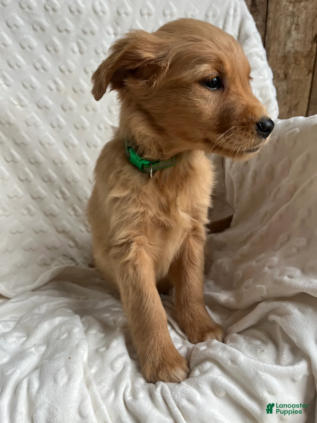 Golden Retriever dogs for sale: Golden Retriever Puppy 5 - Ad 1