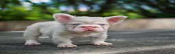 French Bulldog dogs for sale: Duke  - Ad 3