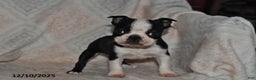 Boston Terrier dogs for sale: Nellie - Ad 4