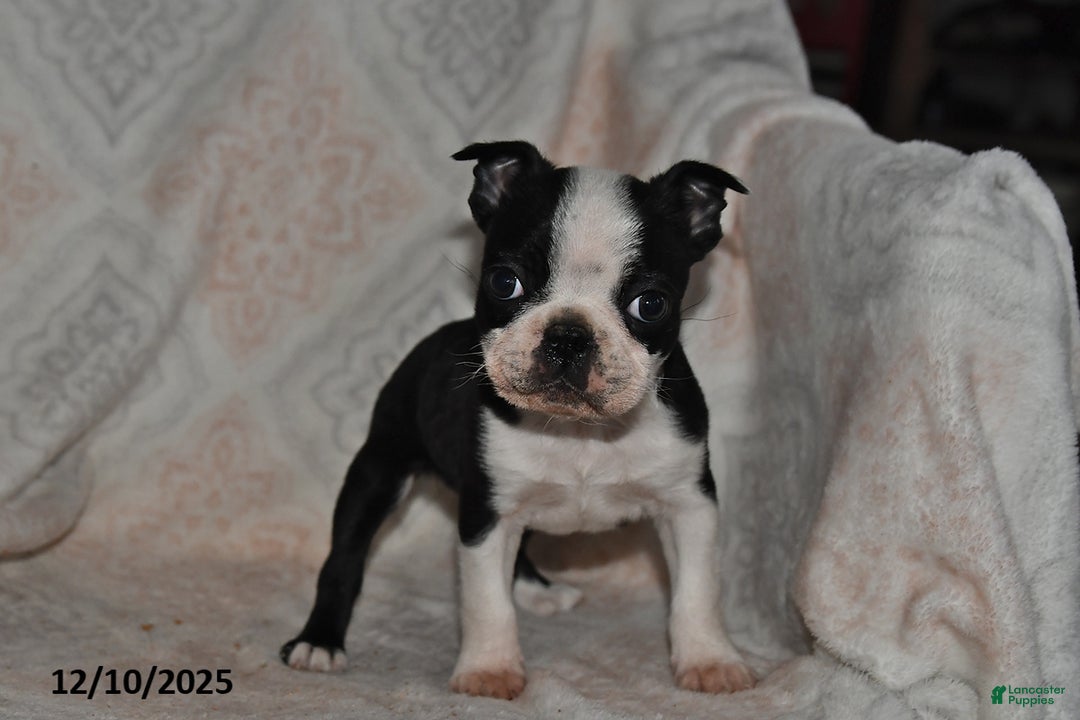 Boston Terrier dogs for sale: Nellie - Ad 4