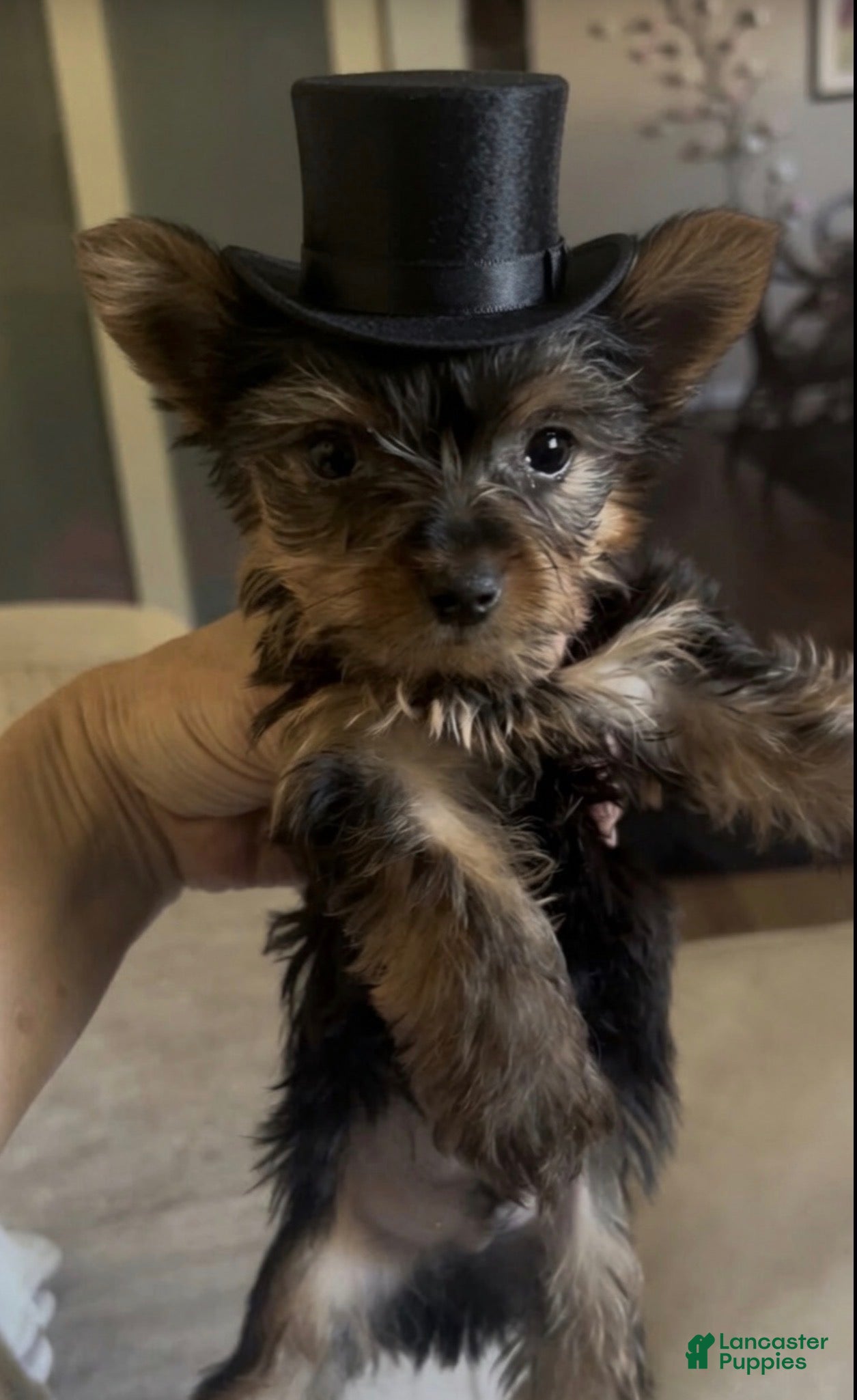 Yorkshire Terrier dogs Yorkshire Terrier Puppy 2 - Ad 27