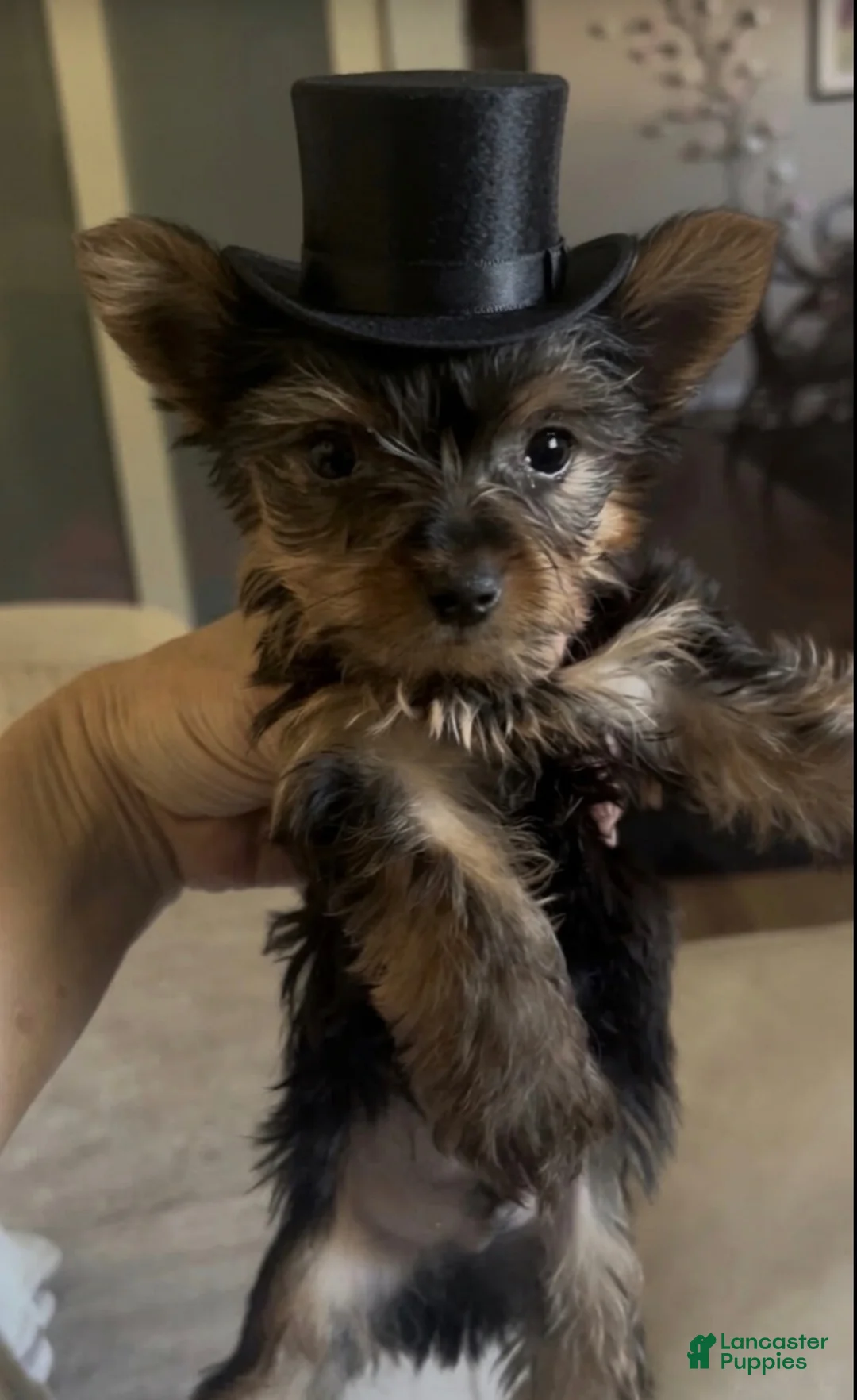Yorkshire Terrier dogs for sale: Yorkshire Terrier Puppy 2 - Ad 1