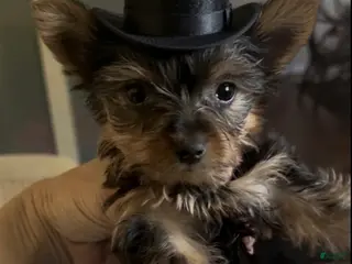 Yorkshire Terrier dogs Yorkshire Terrier Puppy 2 - Ad 27