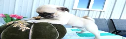 Pug dogs for sale: Pug 2 Buster - Ad 3