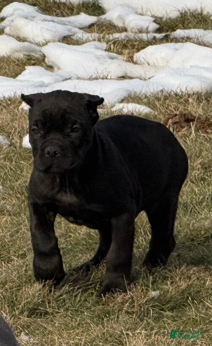 Cane Corso dogs Cane Corso Puppy 2 - Ad 17