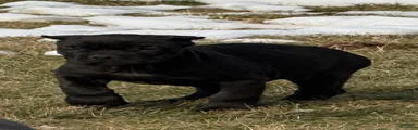 Cane Corso Puppy 2