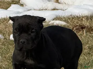 Cane Corso dogs Cane Corso Puppy 2 - Ad 17