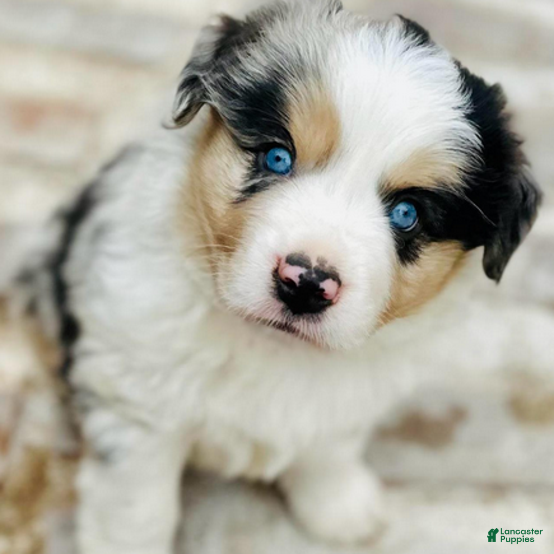 Miniature Australian Shepherd dogs for sale: Grant - Ad 5