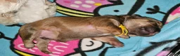 Mixed Breed dogs for sale: Obi Wan Paw-nobi  - Ad 6