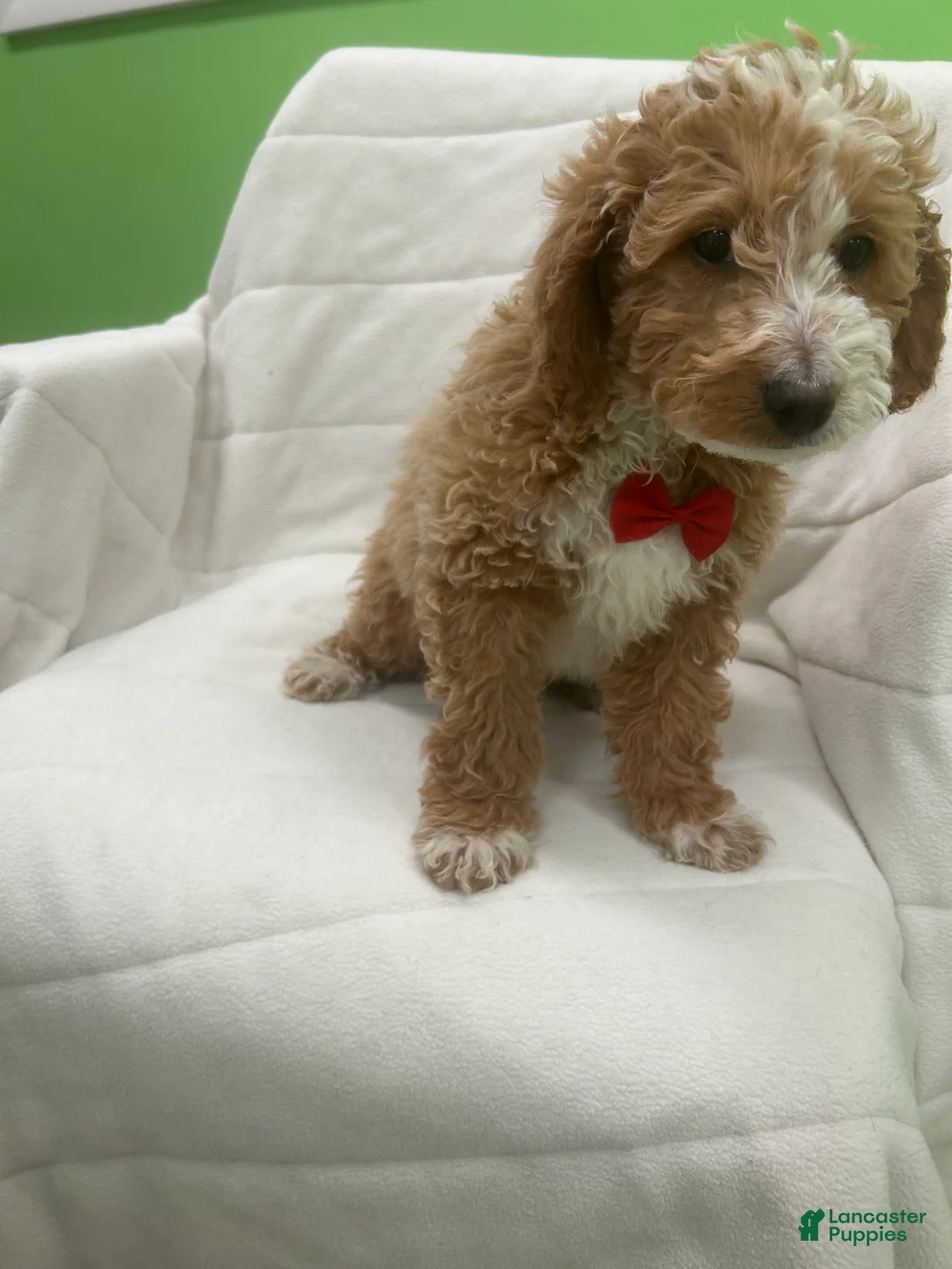 Mini Goldendoodle dogs for sale: Mini Goldendoodle Puppy 2 - Ad 2