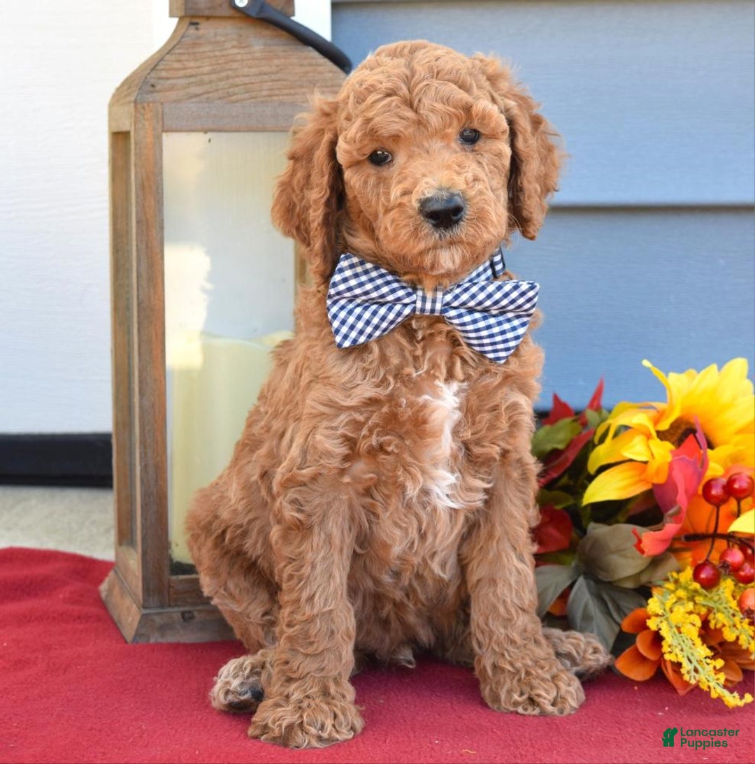 Standard Poodle dogs for sale: Mickey  - Ad 3
