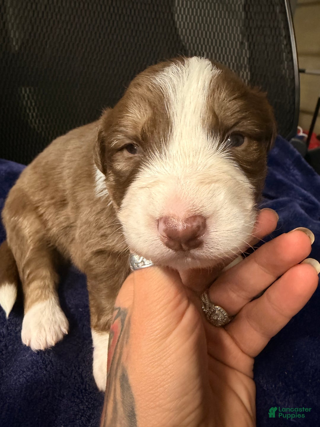 Australian Shepherd dogs for sale: Australian Shepherd Puppy - Oscar  - Ad 7