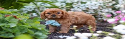 Cavalier King Charles Spaniel dogs for sale: Holden - Ad 8