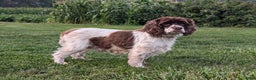 Cocker Spaniel dogs for sale: Holly - Ad 5