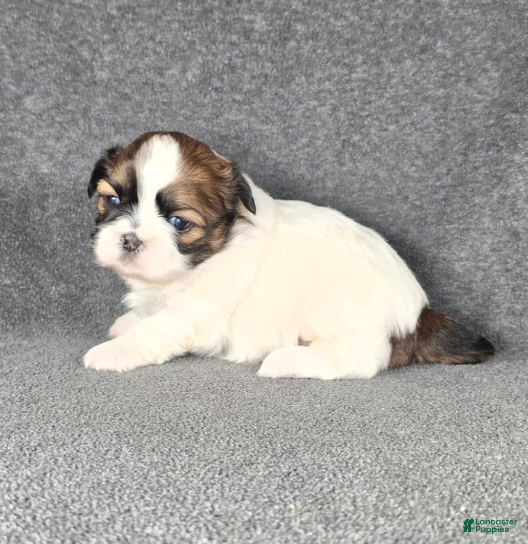Shih Tzu dogs for sale: Charlie - Ad 2