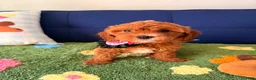 Cavapoo dogs for sale: Luna - Ad 3