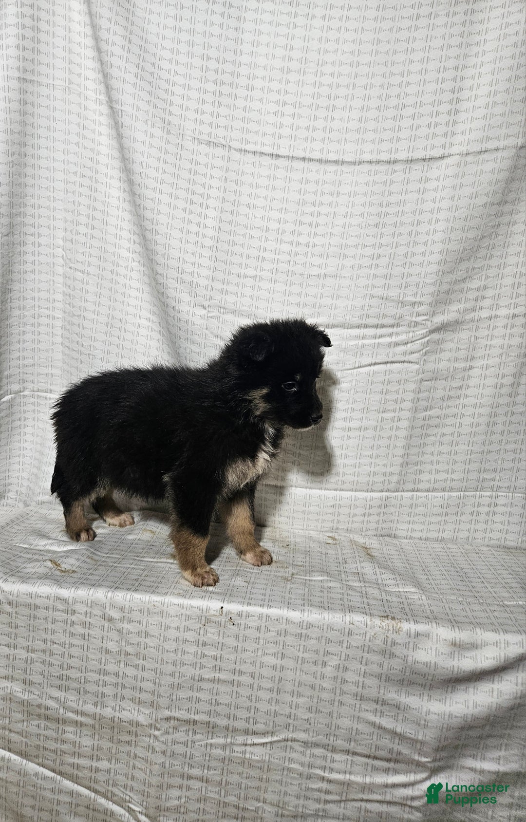 Mixed Breed dogs for sale:  Claire  - Ad 6