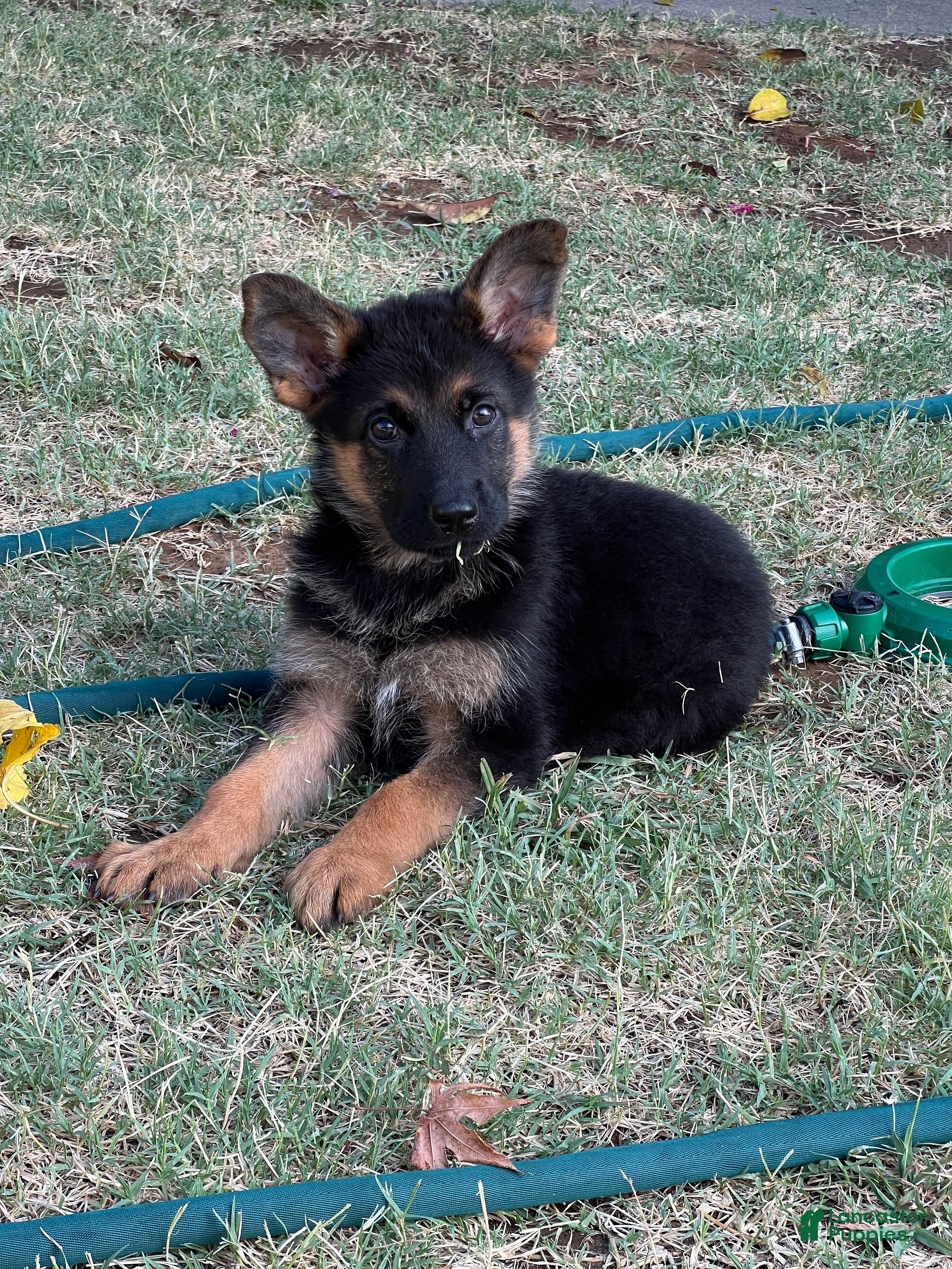 German Shepherd dogs Black - Ad 1