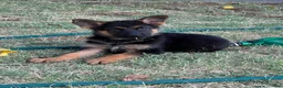 German Shepherd dogs for sale: Black - Ad 1