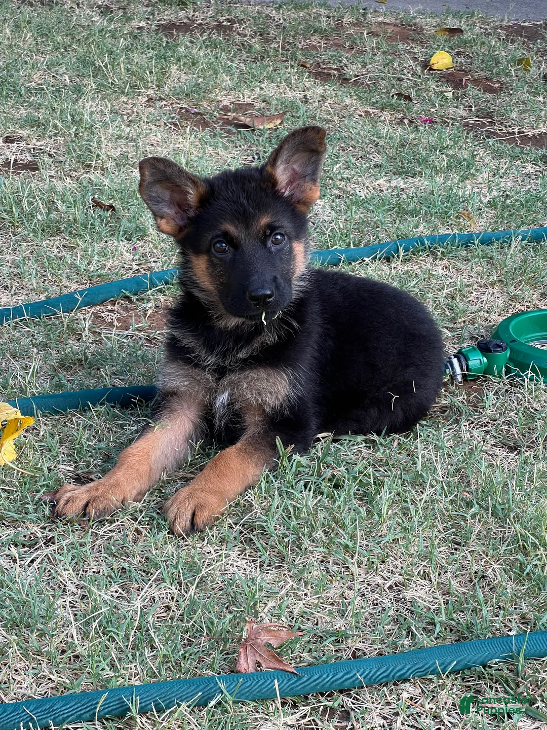 German Shepherd dogs for sale: Black - Ad 1