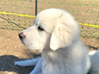 Great Pyrenees dogs Great Pyrenees Puppy 1 - Ad 19