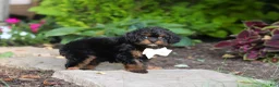 Cavapoo dogs for sale: Lulu - Ad 8