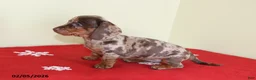 Miniature Dachshund dogs for sale: Candy - Ad 3