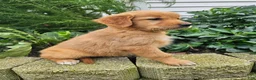 Golden Retriever dogs for sale: Jackie - Ad 1