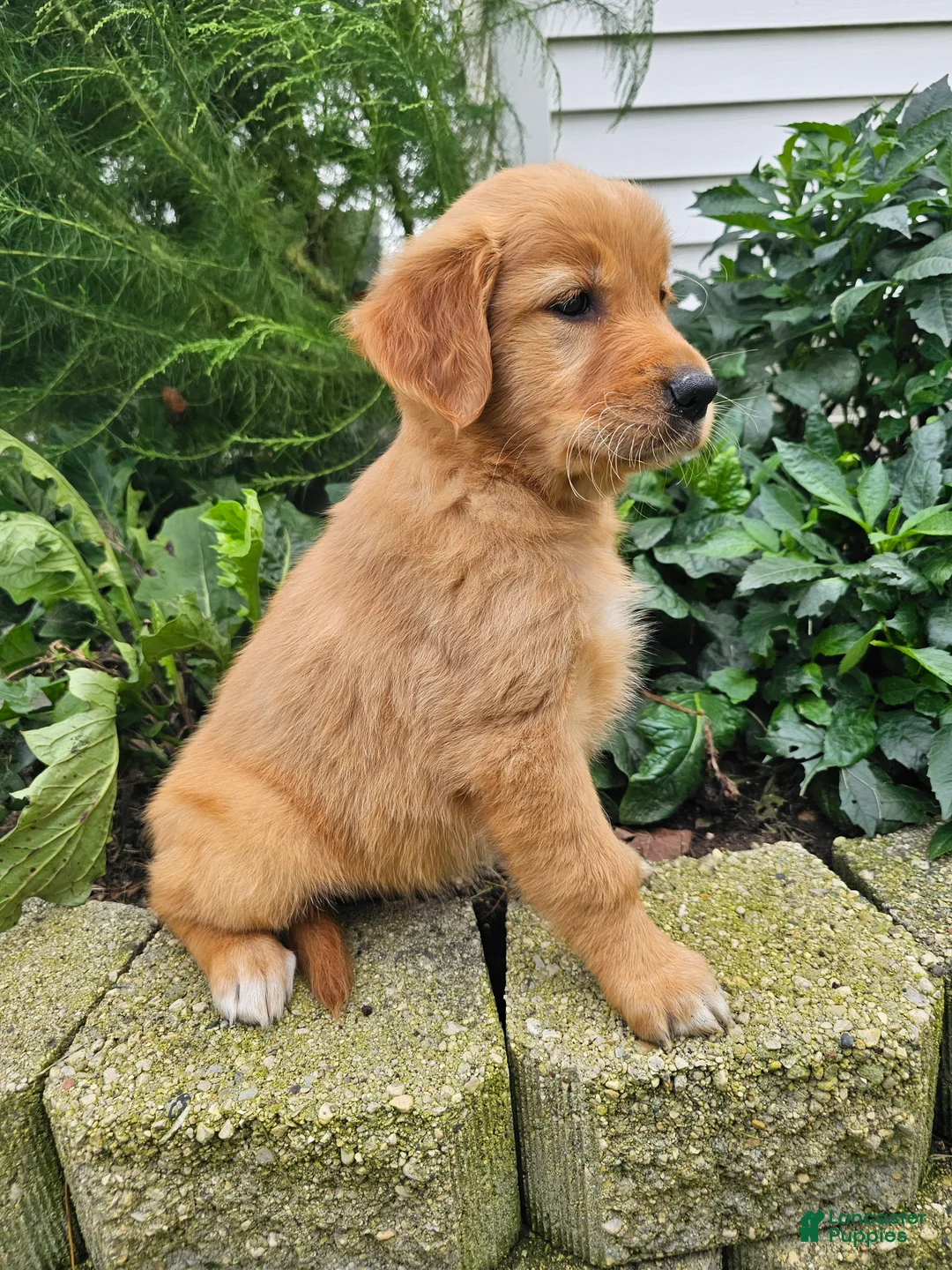 Golden Retriever dogs for sale: Jackie - Ad 1