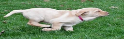 Labrador Retriever dogs for sale: Betty - Ad 3