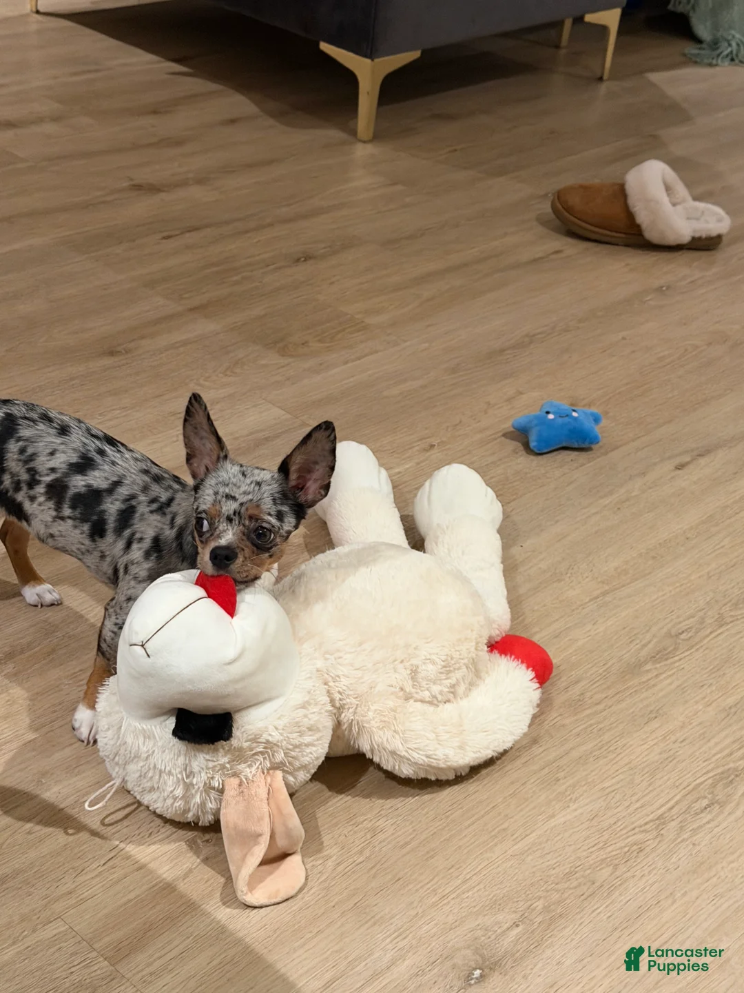 Chihuahua dogs for sale: Chihuahua Puppy 1 - Ad 4